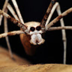 Meet your Posher, Jack